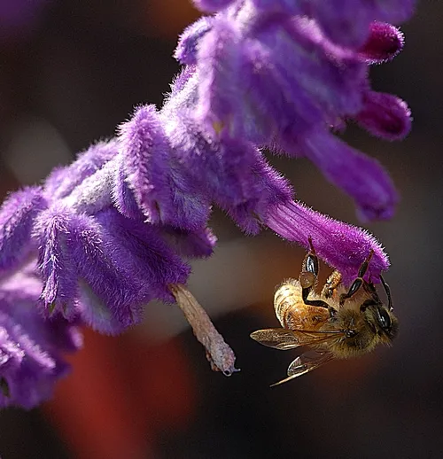 HONEY BEE nectaring salvia. This one is Salvia leucantha or "Mexican sage." (Photo by Kathy Keatley Garvey)