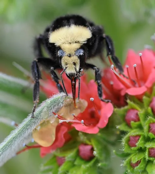 YELLOW-FACED BUMBLE BEE, Bombus vosnesenskii, gathers nectar from a tower of jewels. The Cameron study looked at three species of western bumble bees, including this species. (Photo by Kathy Keatley Garvey)