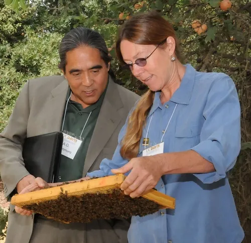 BEE BREEDER-GENETICIST Susan Cobey shows A. G. Kawamura, secretary of the California Department of Food and Agriculture, her line of New World Carniolans during his recent visit to the Harry H. Laidlaw Jr. Honey Bee Research Facility at the University of California, Davis. In his youth, Kawamura reared bees. (Photo by Kathy Keatley Garvey)