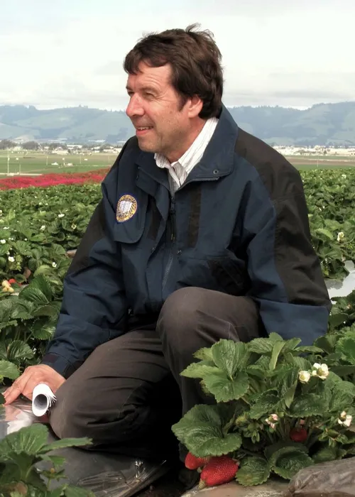PROFESSOR Frank Zalom, noted integrated pest management (IPM) specialist, in a strawberry field in Watsonville during an agricultural field day. (Courtesy Photo)