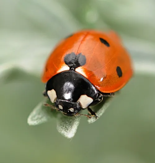 OVERWINTERING ladybug walks out onto an artemisa leaf. (Photo by Kathy Keatley Garvey)
