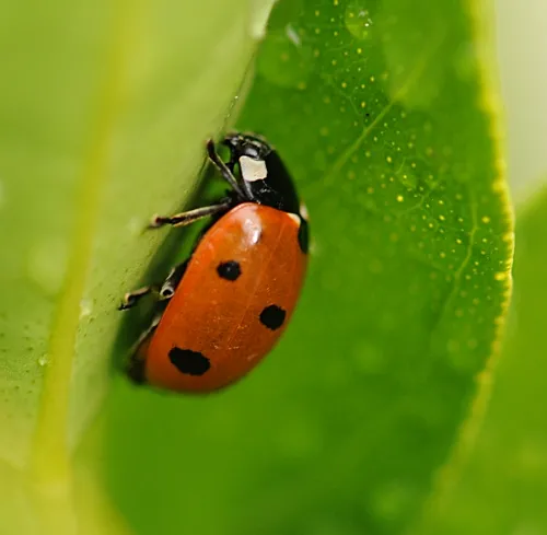 LADYBUG adds color to a tangerine leaf. (Photo by Kathy Keatley Garvey)