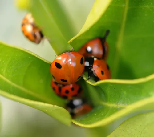 WHAT'S BETTER than one ladybug? A cluster of ladybugs. These are nestling in the folds of a tangerine leaf. (Photo by Kathy Keatley Garvey}