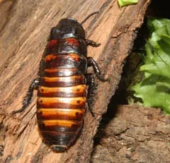 cockroachwithlettuceheader