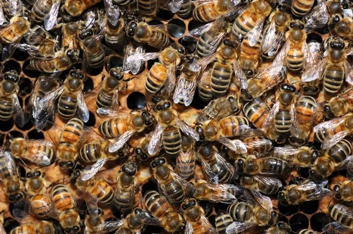 THESE HONEY BEES are faring well at the Harry H. Laidlaw Jr. Honey Bee Research Facility at the University of California, Davis. (Photo by Kathy Keatley Garvey)