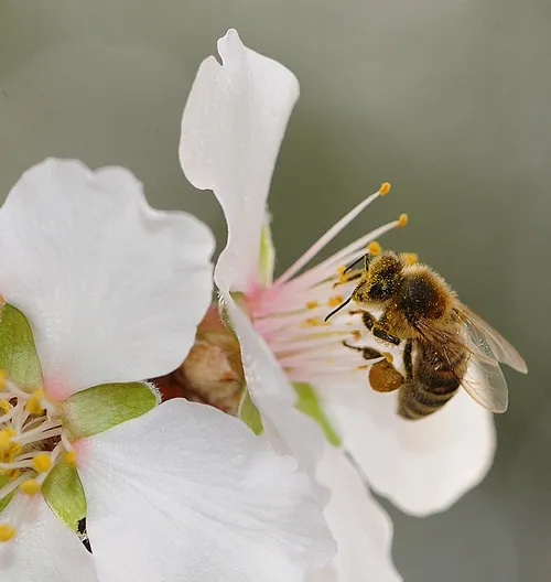 THIS WILL be the scene next month in California when honey bees begin pollinating the almond blossoms. (Photo by Kathy Keatley Garvey)