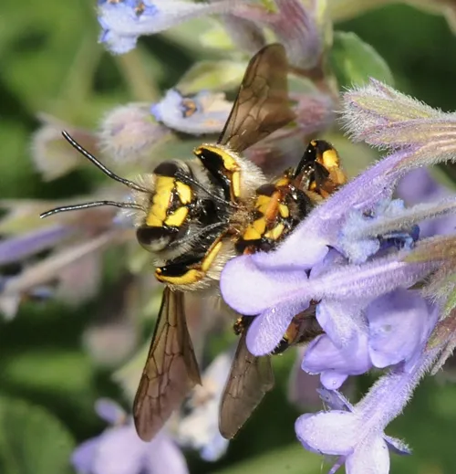 MATING PAIR of wool carder bees. (Photo by Kathy Keatley Garvey)