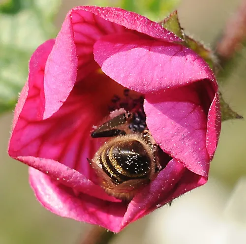 WHETHER it's a groundhog determining the weather or a honey bee determining the weather, at least the honey bee does it in sunny weather. (Photo by Kathy Keatley Garvey)