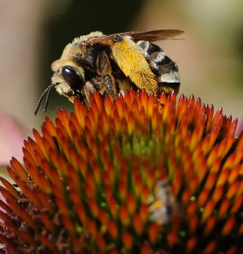 SWEAT BEE, a female Svastra obliqua expurgata, forages on a purple coneflower at the Haagen-Dazs Honey Bee Haven in this autumn scene. (Photo by Kathy Keatley Garvey)