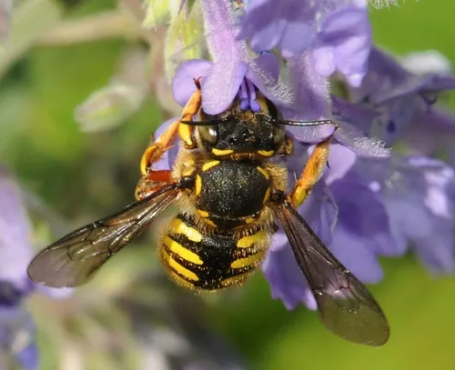 EUROPEAN WOOL CARDER BEE (Anthidium manicatum) is not the "honey bee killer" that some recent news reports have made it out to be. It's a pollinator that has existed with the honey bee for thousands of years in Europe. It was first detected in California in 2007. (Photo by Kathy Keatley Garvey)