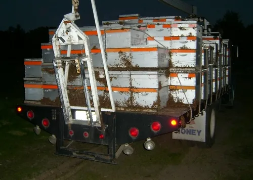 BEE TRUCK, owned by Miller's Honeybees in Watsonville, is ready to move out to commercial almond orchards. (Photo by Bob Miller)