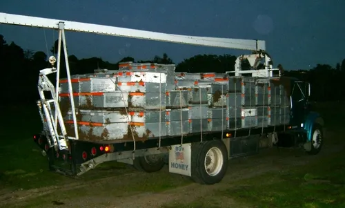THIS BEE TRUCK, owned by Miller's Honeybees, Watsonville, is loaded with about 135 colonies and is heading out to an almond orchard. (Photo by Bob Miller)