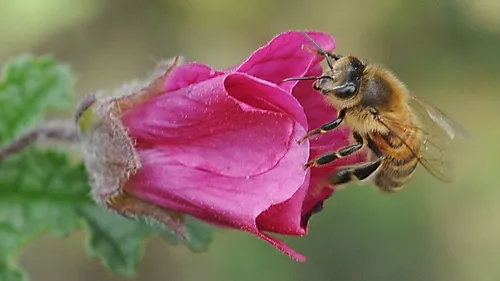 THE AUTOMOTIVE WORLD brought out a car named the Honey Bee, manufactured by Datsun in 1973-1978. Dodge also got into the act with a Rumble Bee and a Super Bee. Here "the real honey bee" nectars a cape mallow at the Haagen-Dazs Honey Bee Haven, Harry H. Laidlaw Jr. Honey Bee Research Facility, UC Davis. (Photo by Kathy Keatley Garvey)
