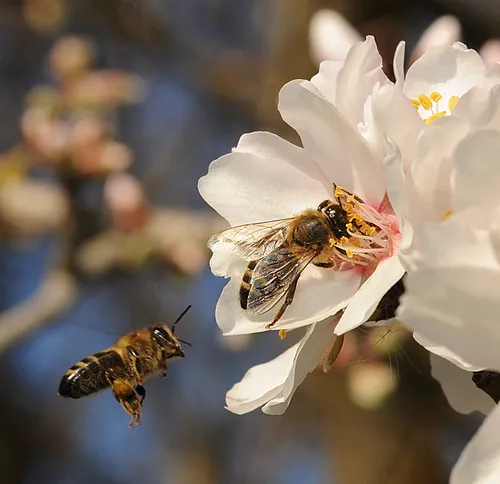 ALMOND BLOSSUMS at the Harry H. Laidlaw Jr. Honey Bee Research Facility, UC Davis, burst into bloom today. Honey bees came in twos and threes. (Photo by Kathy Keatley Garvey)