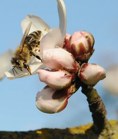 MOVING like a circus performer, this honey bee scoots up and down an almond blossom. (Photo by Kathy Keatley Garvey)