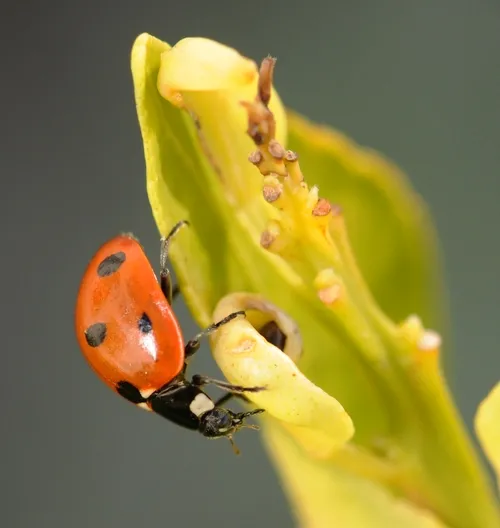 LADYBUG (Coccinella septempunctata) crawls down a tangerine leaf on a sunny day in February. (Photo by Kathy Keatley Garvey)