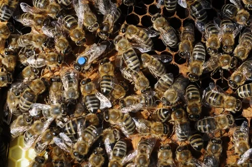 QUEEN BEE and her colony. (Photo by Kathy Keatley Garvey)