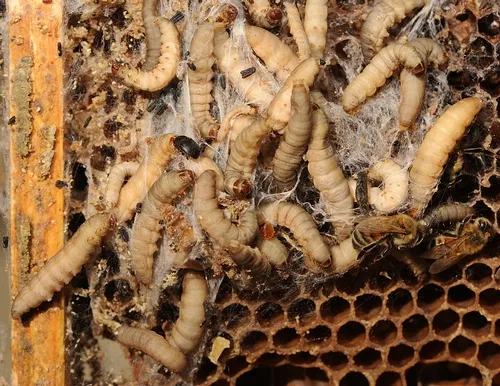 WAX MOTH LARVAE were mentioned in A. I. Root's "ABC of Bee Culture," published in 1890, but not the small hive beetle (center left). Its presence wasn't confirmed in the United States until 1998. (Photo by Kathy Keatley Garvey)