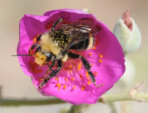 YELLOW-FACED BUMBLE BEE (Bombus vosnesenskii) gathers pollen on a rock purslane (Calandrinia grandiflora). (Photo by Kathy Keatley Garvey)