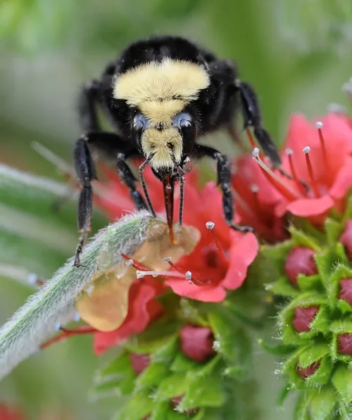 GETTING A QUICK sugar fix, a yellow-faced bumble bee (Bombus vosnesenskii) looks up from a tower of jewels (Echium wildprettii). (Photo by Kathy Keatley Garvey)