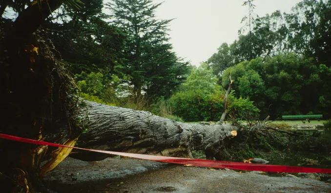 Monterey cypress root failure