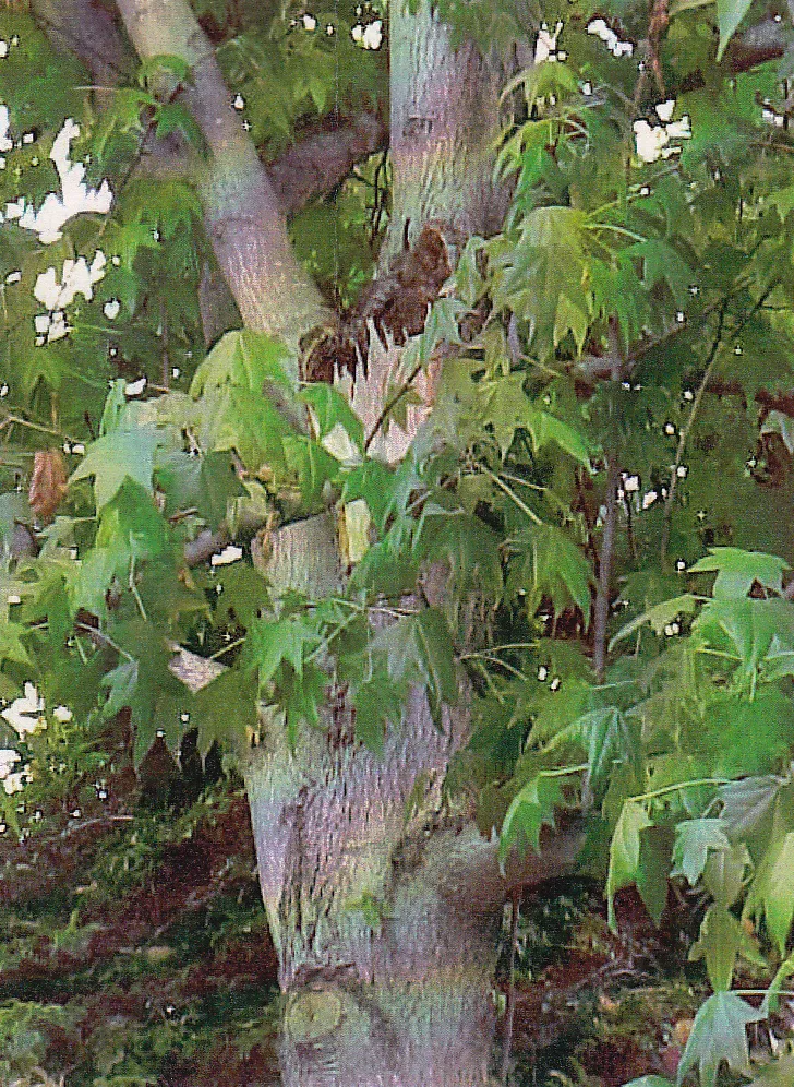 American sweet gum branch failure