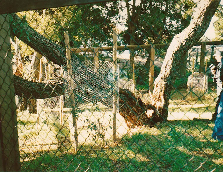 Blackwood acacia trunk failure