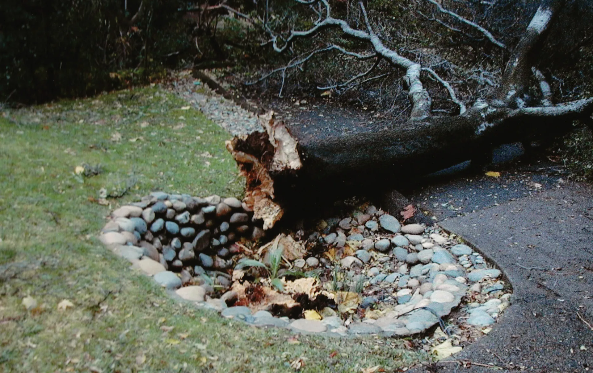 interior live oak root failure