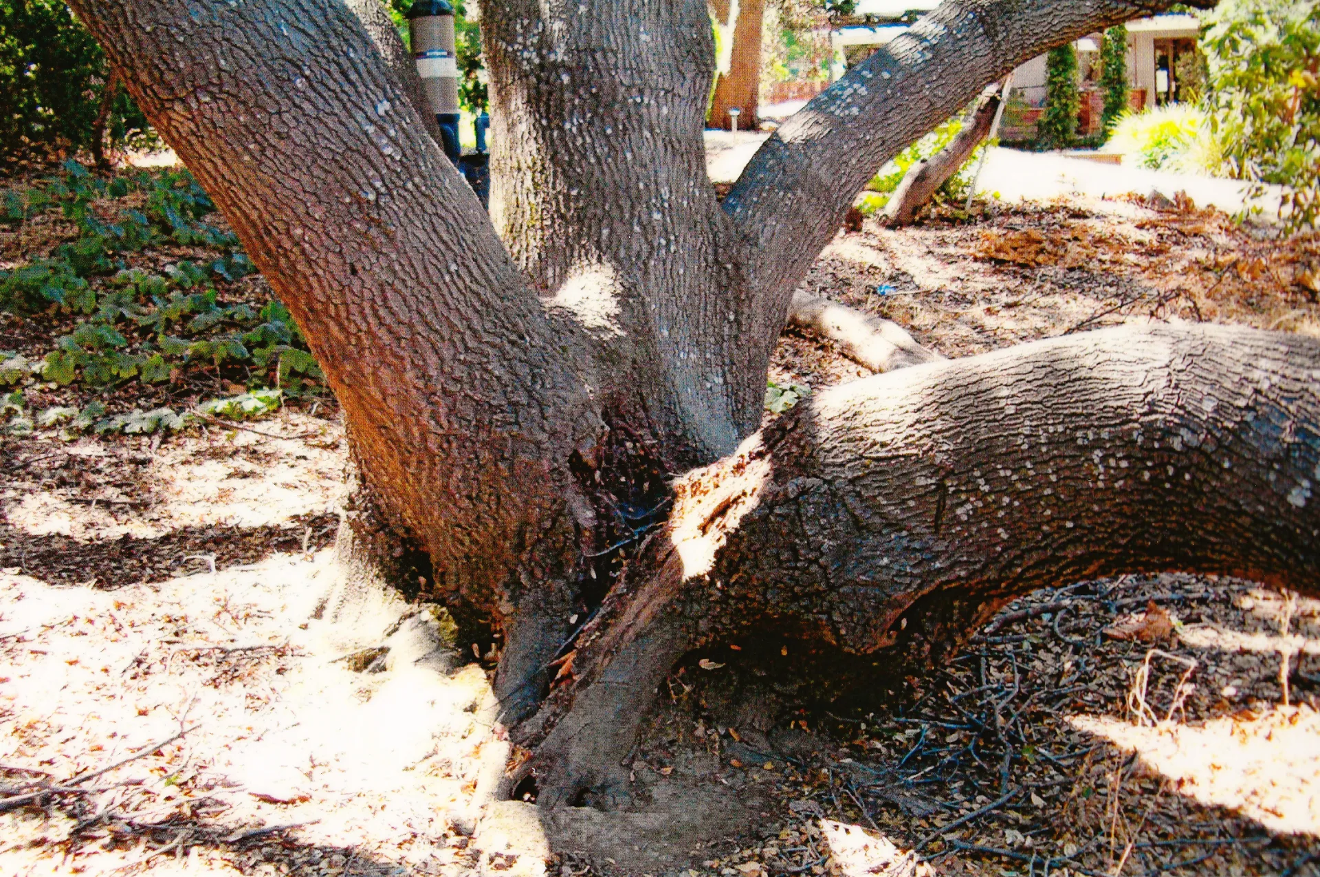 interior live oak trunk failure