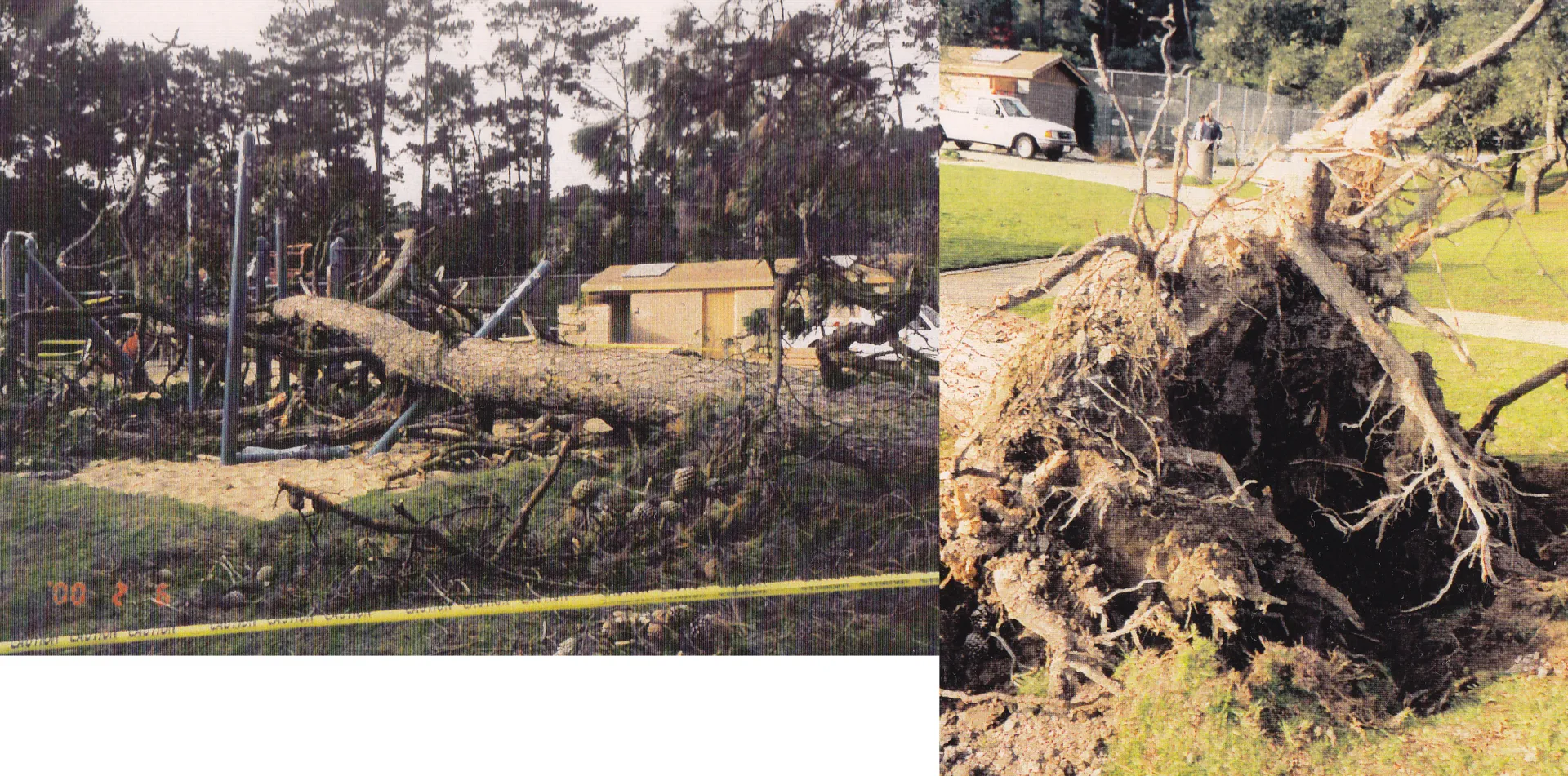 Monterey pine root failure