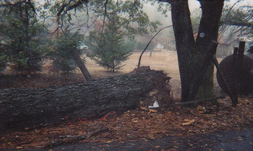 Douglas fir root failure