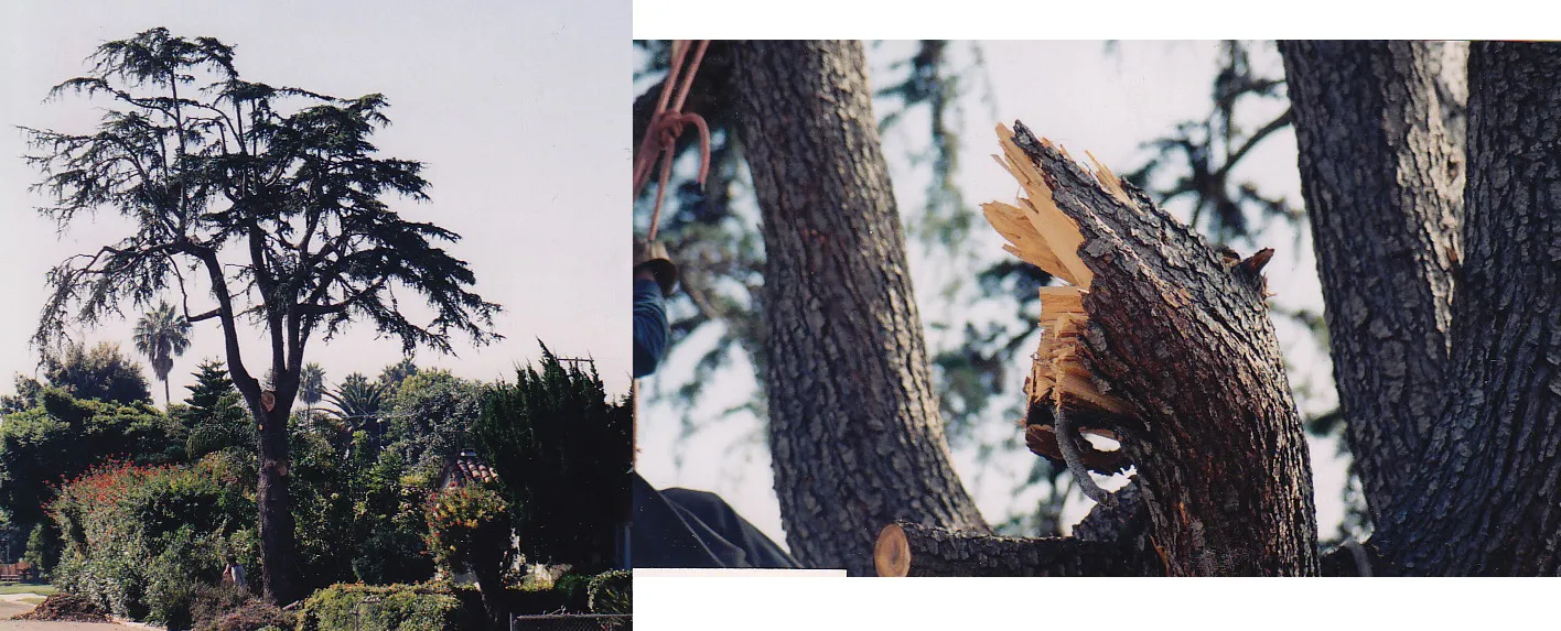 deodar cedar branch failure