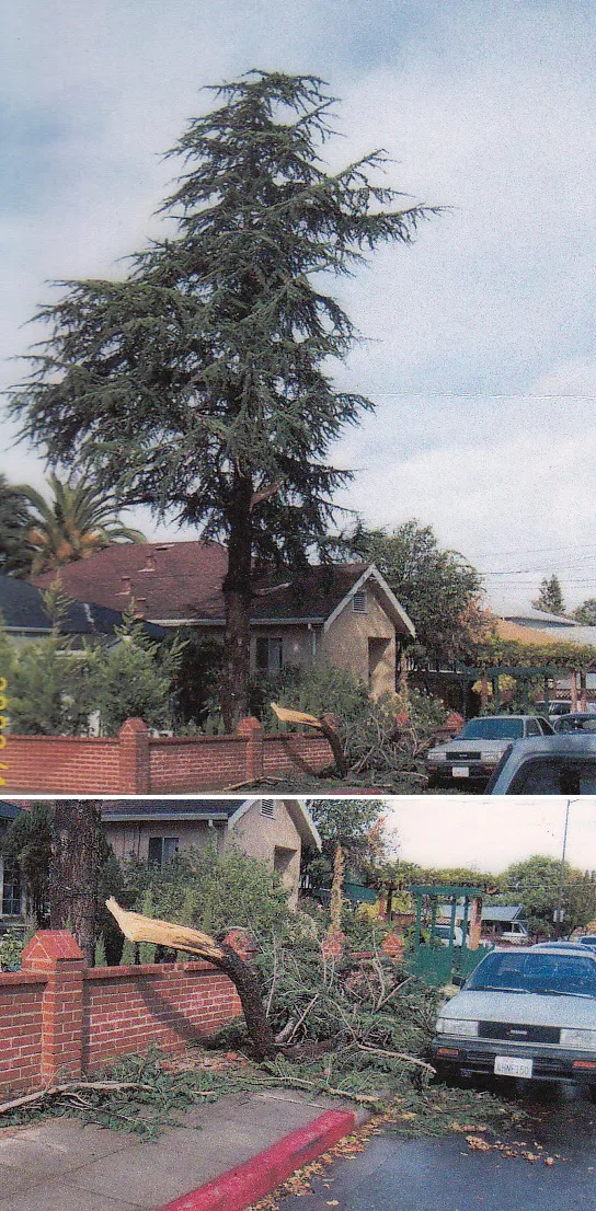 deodar cedar branch failure