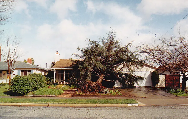 deodar cedar root failure