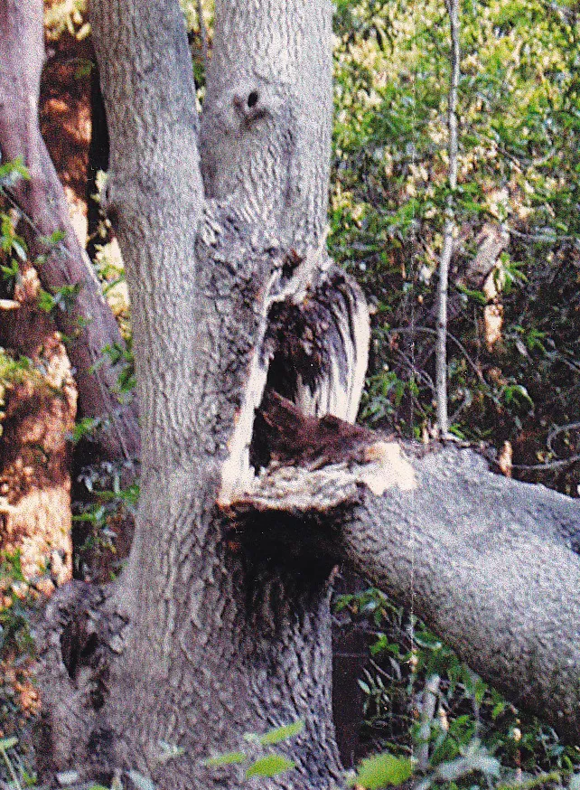 California bay branch failure