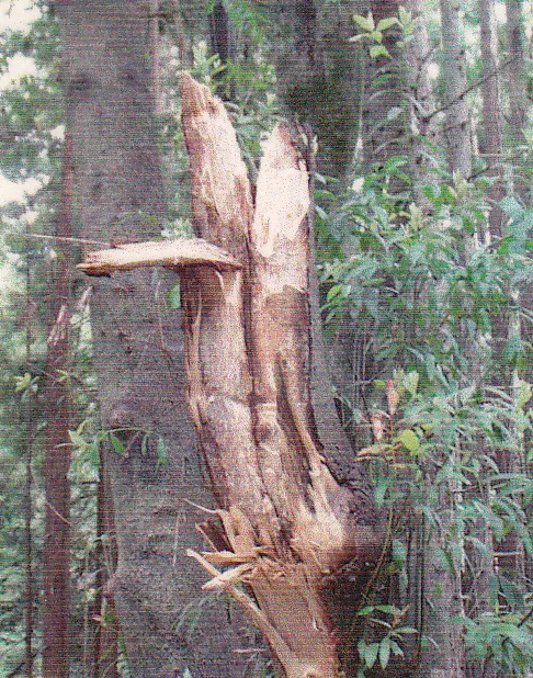 California bay trunk failure