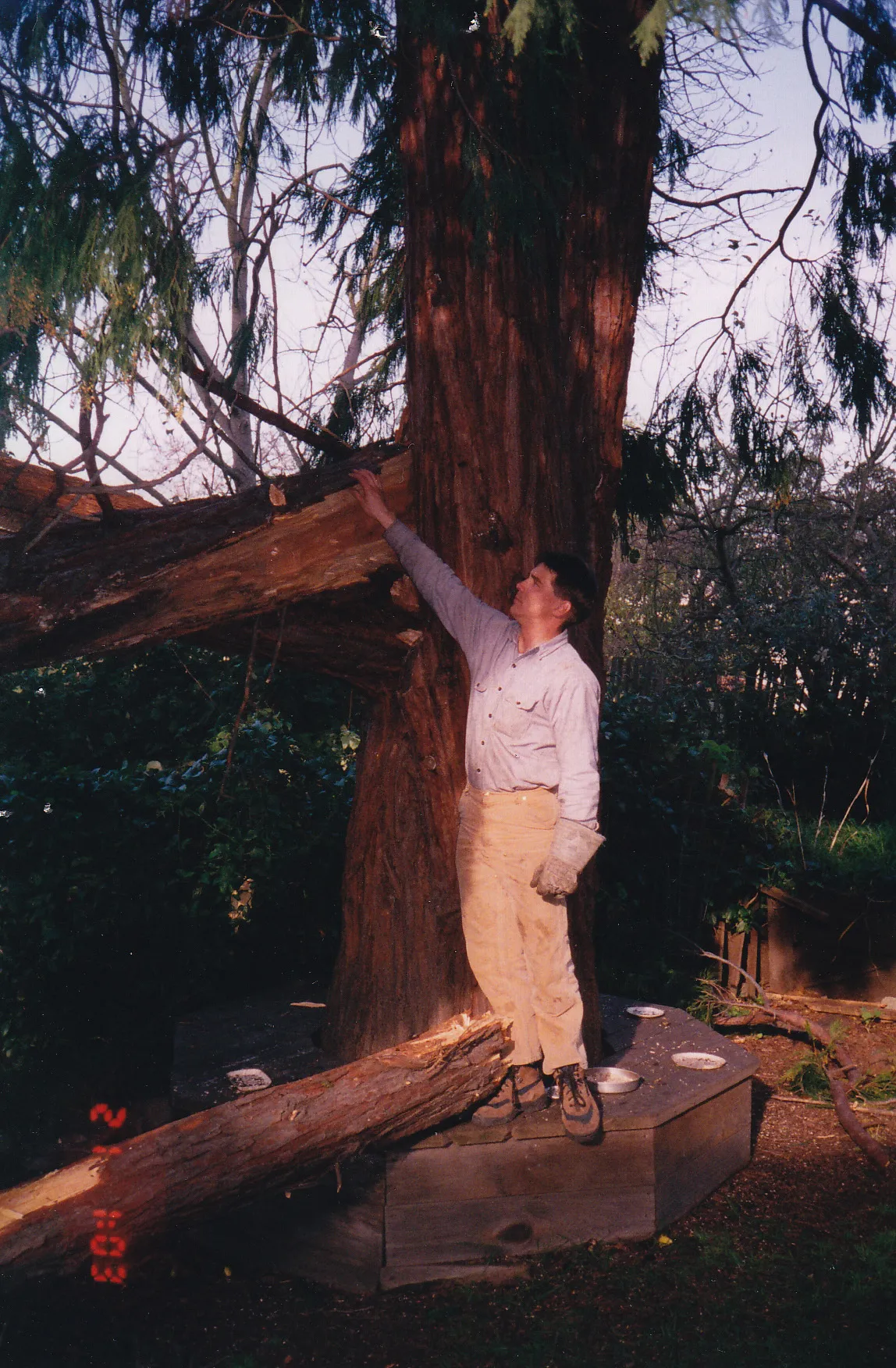 Incense cedar trunk failure