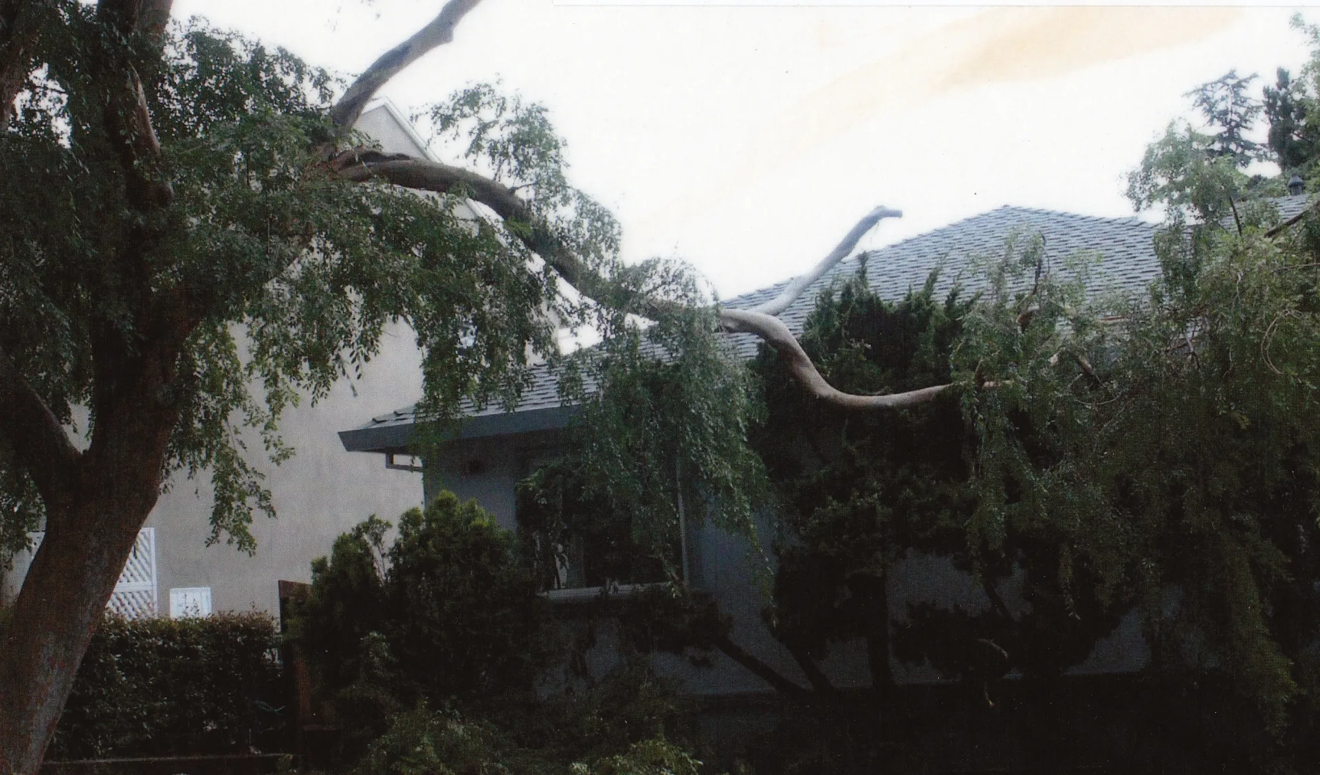 Evergreen elm branch failure