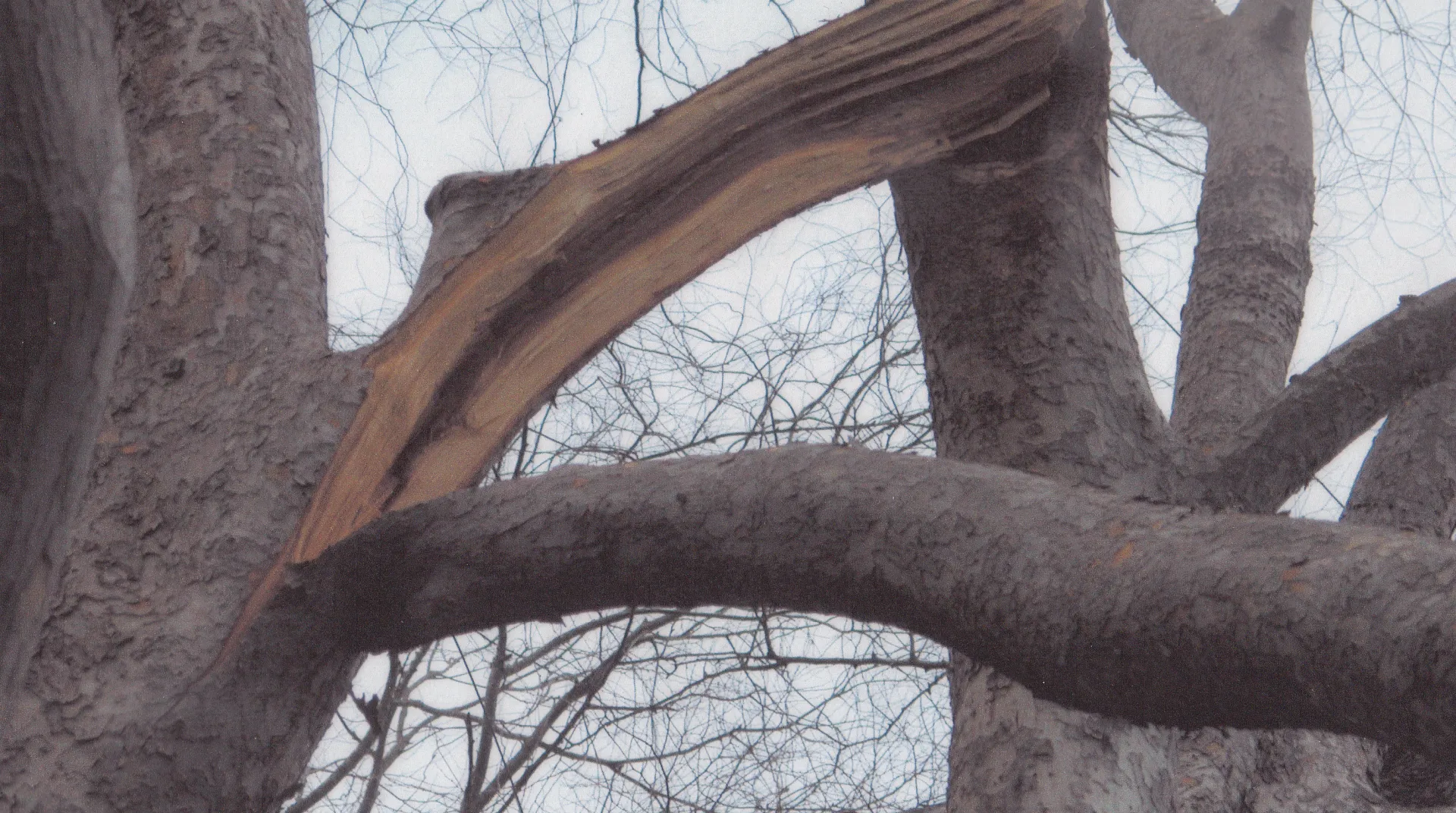 Evergreen elm branch failure