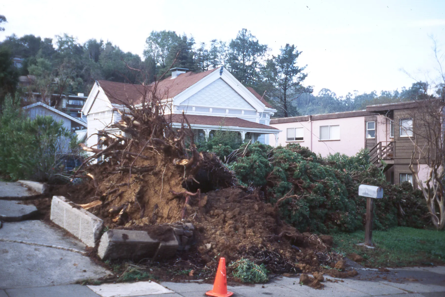 Incense cedar root failure