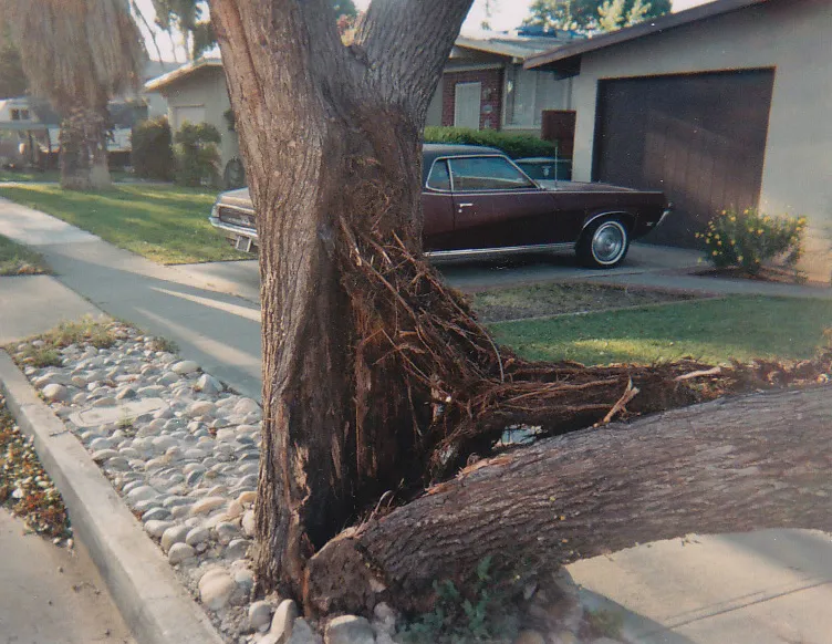 Modesto ash trunk failure