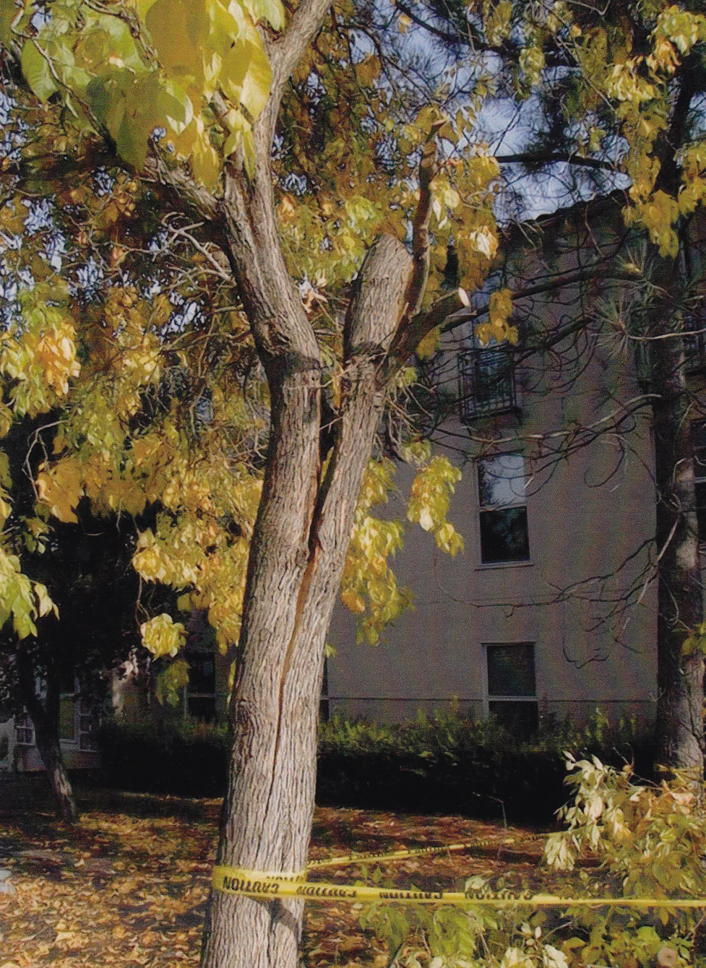 Modesto ash trunk failure