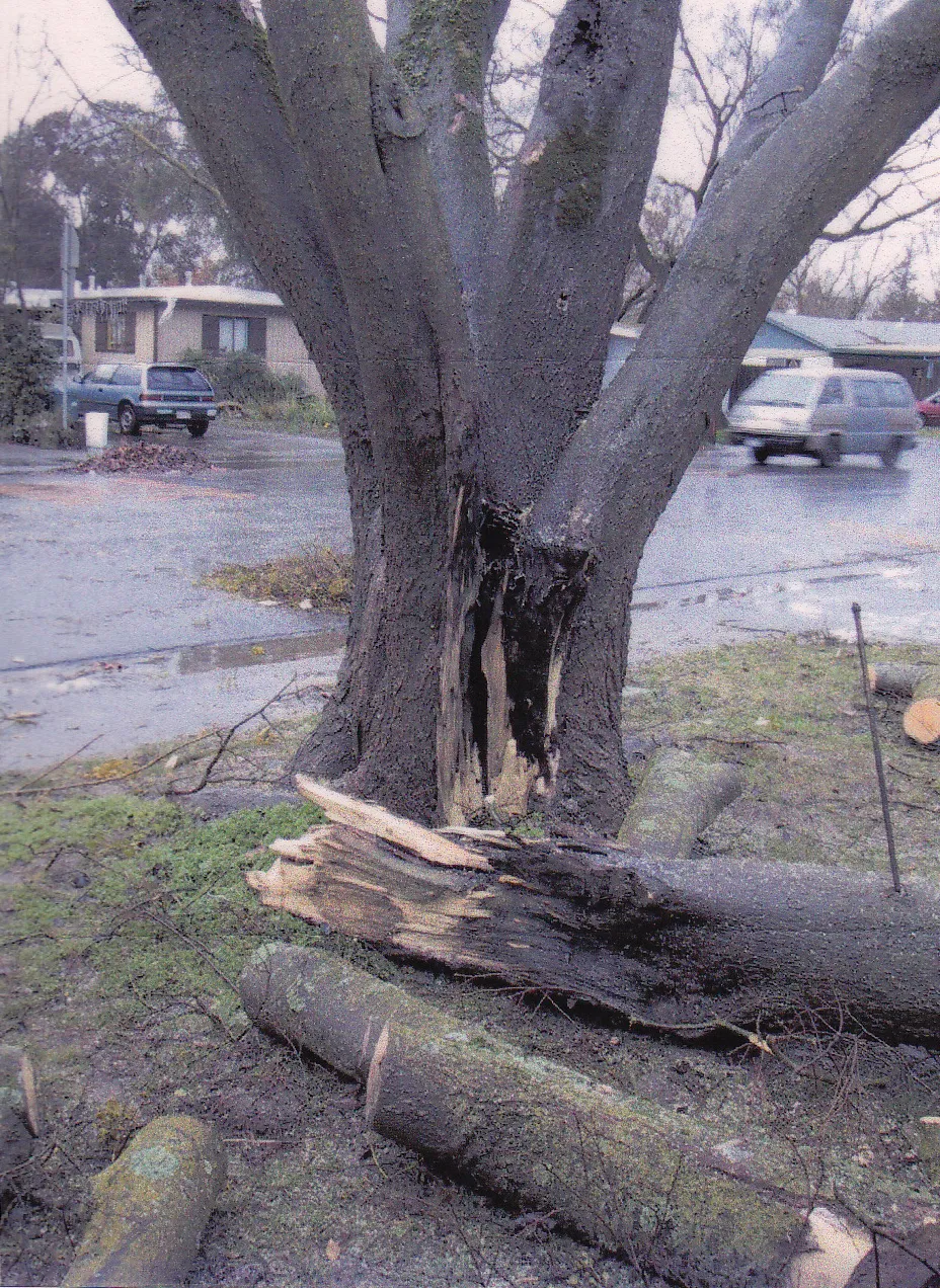 Celtis chinensis (Chinese hackberry) branch failure.
There are 23 reports for this species in the database. Photo: unknown