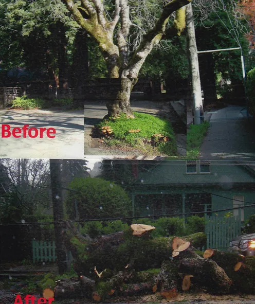 Aesculus californica (California buckeye) root failure.
There are 7 reports for this species in the database. Photo: K. Jones