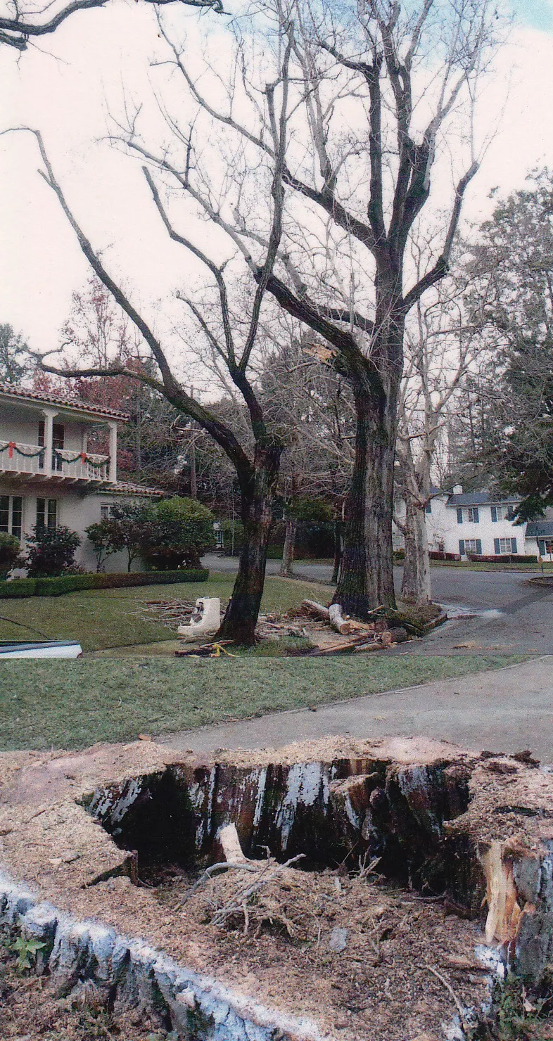 Populus nigra Italica (Lombardy poplar) trunk failure.
There are 22 reports for this species in the database. Photo: M. Camfield