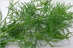 Dill fronds