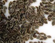 dillseed