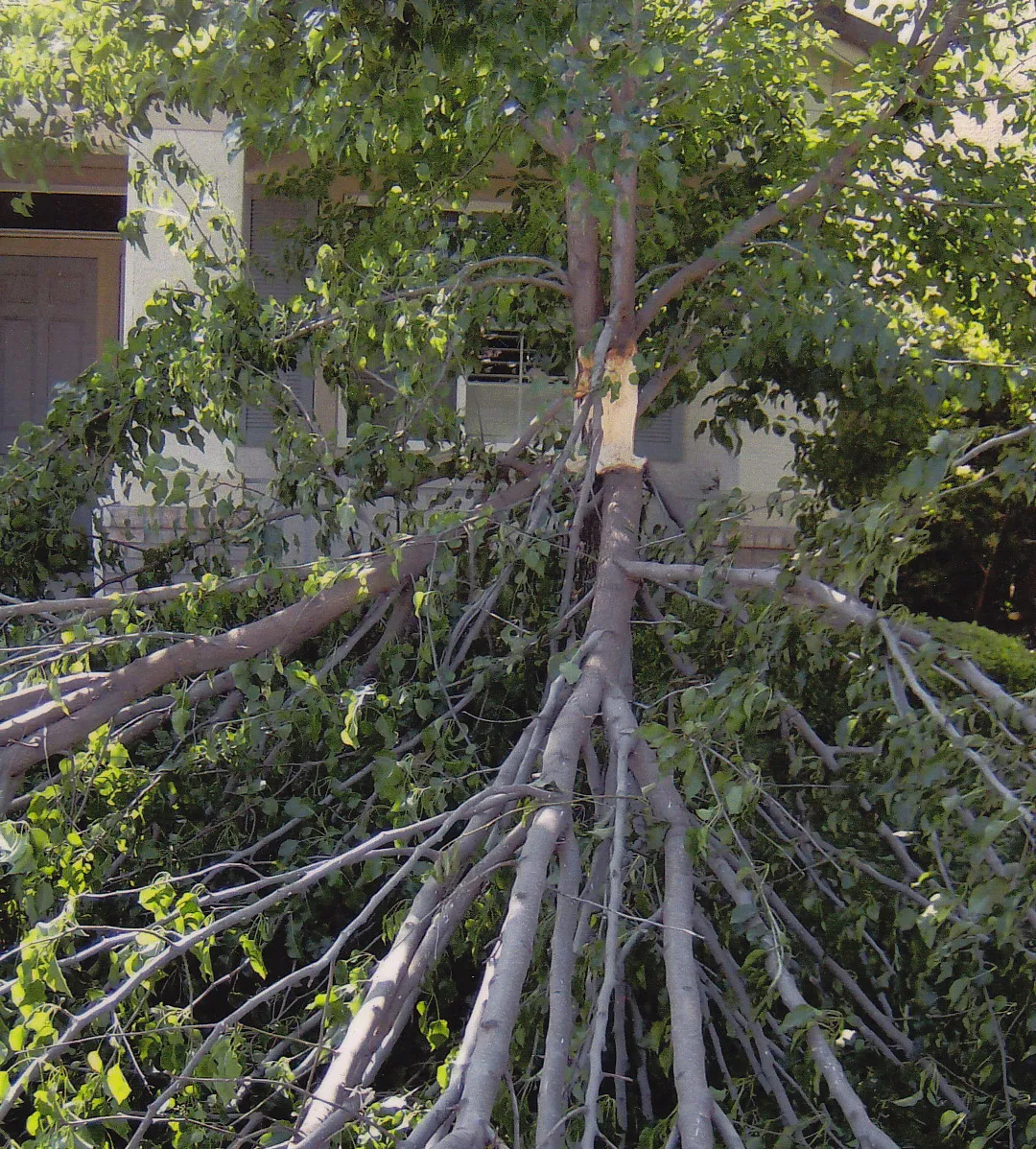 Bradford pear trunk failure