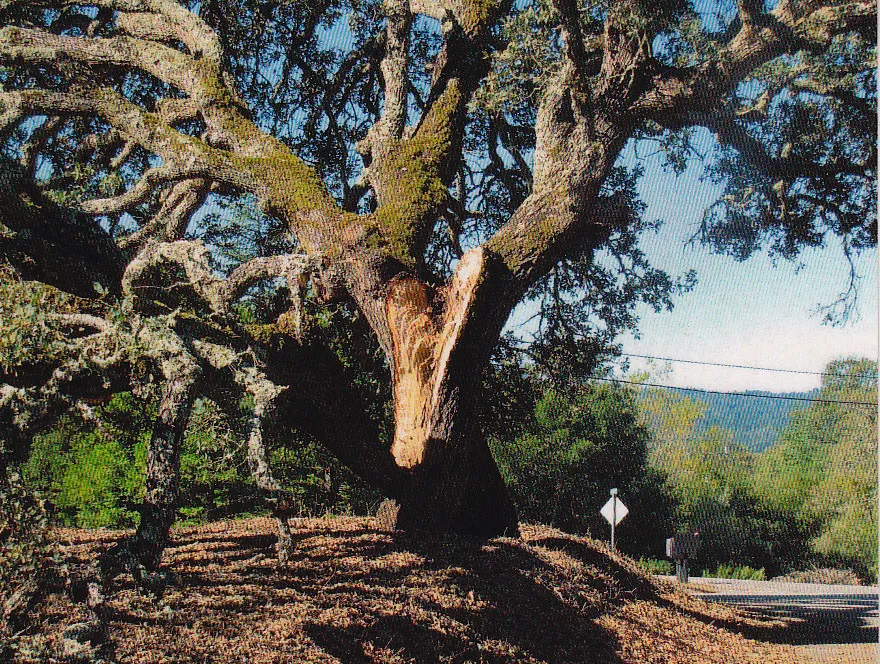 Quercus douglasii (blue oak) trunk failure. There are 45 reports for this species in the database. Photo: J. McClenahan