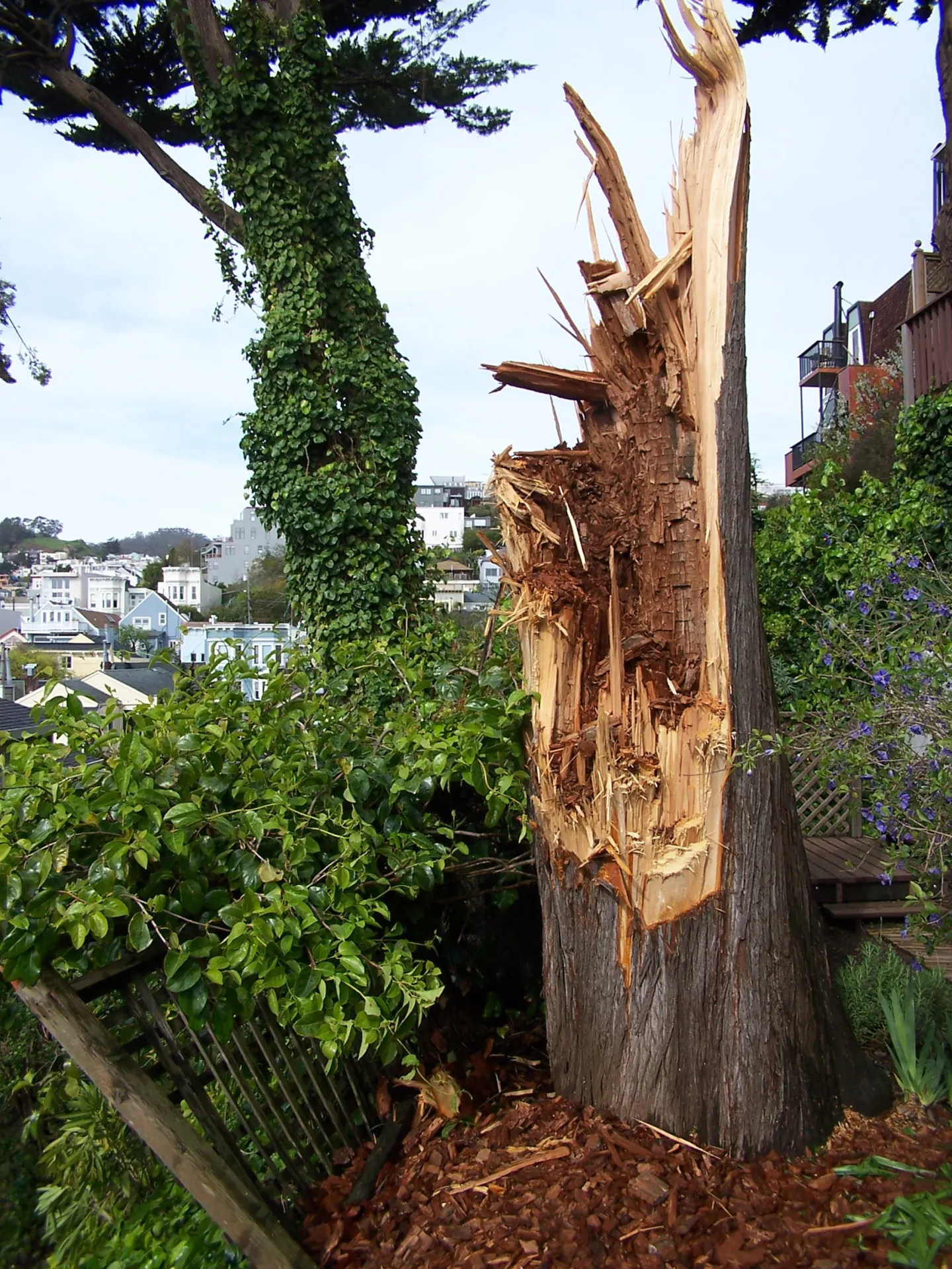 Monterey cypress trunk failure